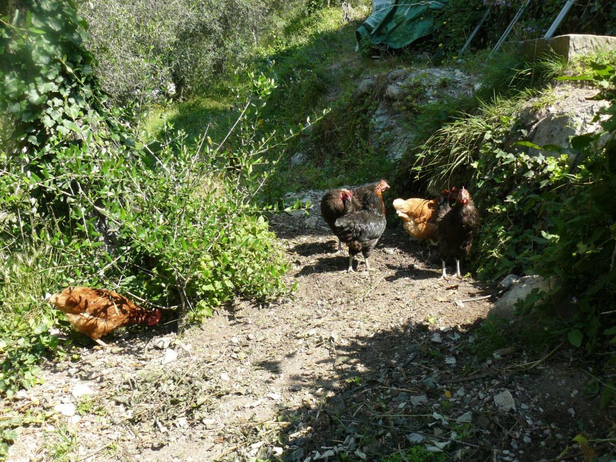 La Ferme Des Cailletiers Chez Marco Villa Lucéram Dış mekan fotoğraf